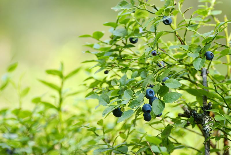 Blackberry Bush Removal in Honolulu, HI